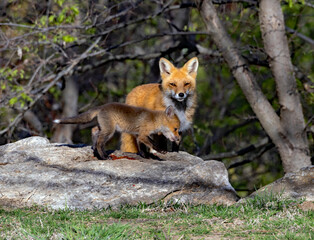Naklejka na ściany i meble A Red Fox Vixen watches over one of her kits.