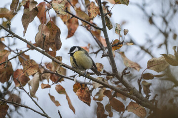 Tit bird on a branch. Tit close up. Great tit, or bolshak, Parus major