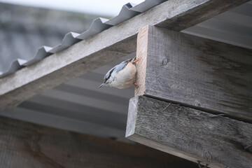 The Nuthatch (Sitta europaea) in a classical position