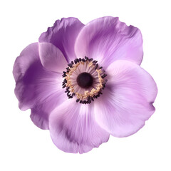 Purple flower anemone isolated on transparent background - obrazy, fototapety, plakaty