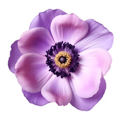 Purple flower anemone isolated on transparent background