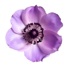 Purple flower anemone isolated on transparent background