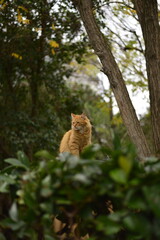 autumn and cat moods 