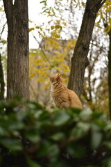 autumn and cat moods 