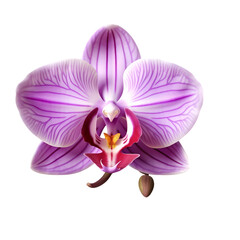Purple orchid isolated on transparent background