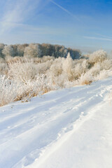 snow covered trees