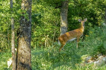 Majestic deer in the garden in Arkansas, USA