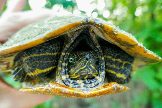 Close-up of a three-toed box turtle in Arkansas, USA