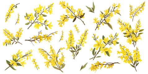 set of illustration of forysthia. spring flower bundle forysthia. isolated on a transparent background.