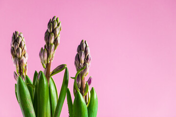 Hyacinth buds on pink background. Home gardening concept. - obrazy, fototapety, plakaty