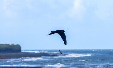 Fototapeta na wymiar Raven flying