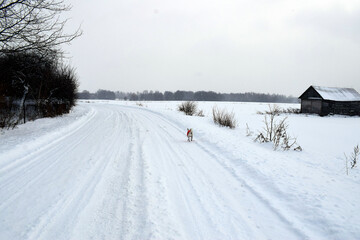 A meadow covered with snow against the background of trees without leaves and a dog on the road