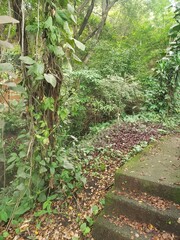 Obraz premium Bosque