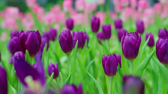 Close-up of slow motion bouquet purple tulips blooming in the garden. Spring, cold weather, winter. Beautiful flowers.