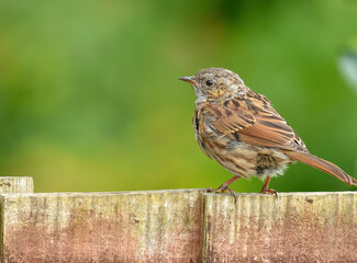 Sparrow in the garden
