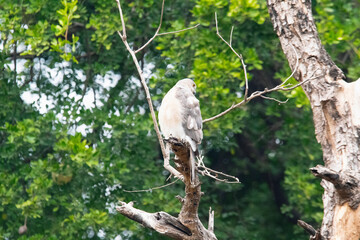 High angle view of a shikra