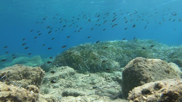 Different Mediterranean types of fish swimming over the bottom in Greece