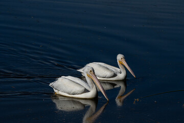 American White Pelican (Pelecanus erythrorhynchos) Synchronized Swimming Pair