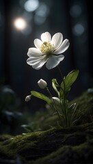 authentic photo of a white flower in the dark