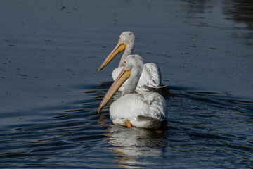 American White Pelican (Pelecanus erythrorhynchos) Synchronized Swimming Pair