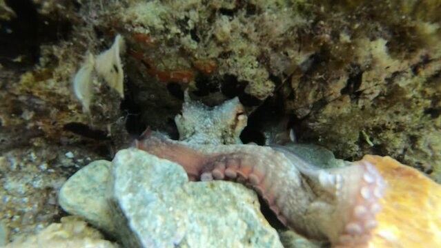 octopus coming out of a hole to the camera