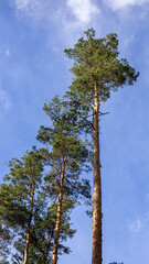 A tall and smooth tree, a pine tree under a beautiful sky and an unusual angle
