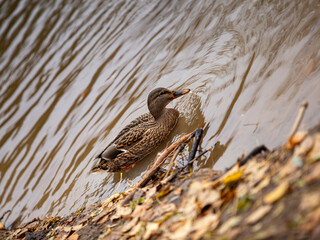 Wild ducks on a clear lake, bright and full of vitality