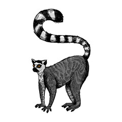 Ring tailed lemur engraving sketch hand drawn color vector illustration. Scratch board style imitation. Hand drawn image. © Oleksandr Pokusai