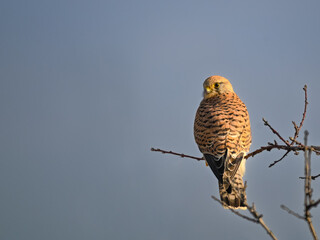 Close-up of kestrel perching on branch