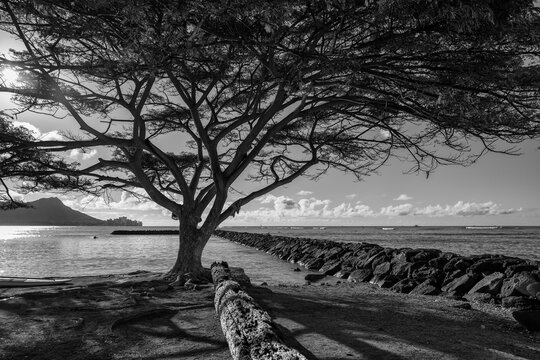 Morning View of a Shade Tree in Waikiki, Oahu, Hawaii.