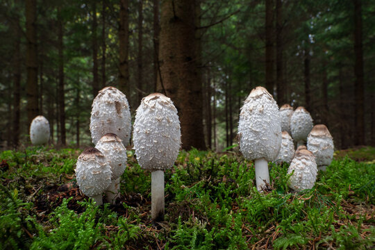 Shaggy Mane Mushrooms - Coprinus Comatus - Shaggy Ink Cap, with forest in background