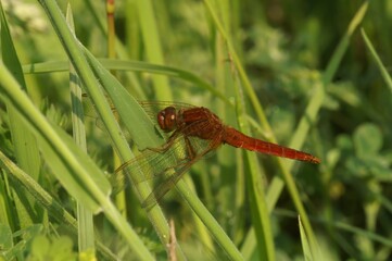 Closeup on a Scarlet-darter dragonfly, Crocothemis erythraea, sitting in the grass