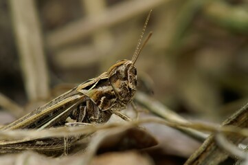 Closeup on the Common European bow-winged grasshopper, Chorthippus biguttulus