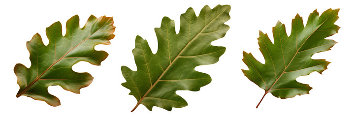 Fototapeta premium oak leaves set isolated on transparent background - design element PNG cutout collection