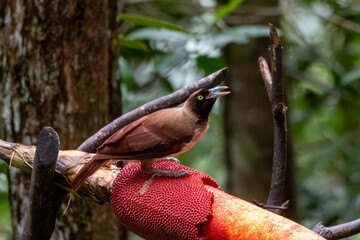Female of Lesser Bird of Paradise or Paradisaea minor in West Papua, Indonesia