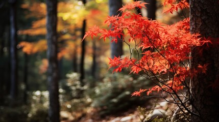 The forest in this shot is colorful and full of different types of plants, making it a beautiful shot.