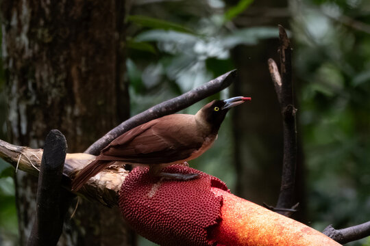 Female of Lesser Bird of Paradise or Paradisaea minor in West Papua, Indonesia