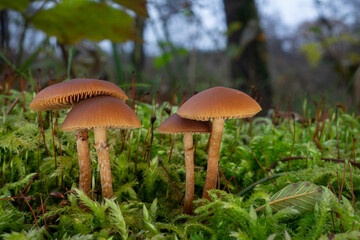 Funeral bell - Galerina marginata is a deadly poisonous wild mushroom