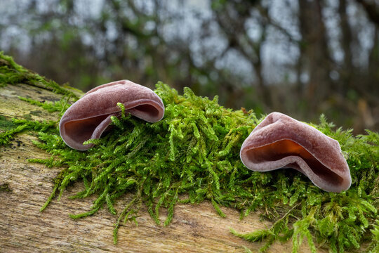 Edible wild mushrooms Auricularia auricula-judae (called also Jews Ear fungus, wood ear, jelly ear, pepeao) growing in moss on a tree