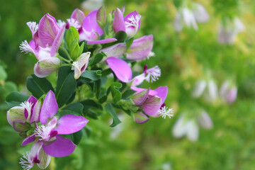  delicate purple pink flowers close-up on natural green background, Turkey plant