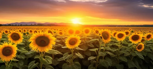 Fotobehang sunflower field. Beautiful field of blooming sunflowers against sunset. © kilimanjaro 