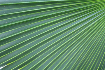 palm leaf texture. green palm leaf