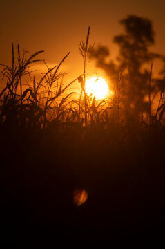 Caida del sol y campo