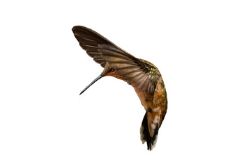 Rufous Hummingbird (Selasphorus rufus) Photo, in Fine Detail, in Flight on a Transparent Background