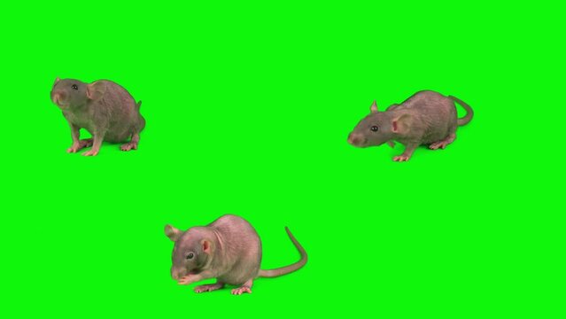 rat mouse isolated on green background screen set