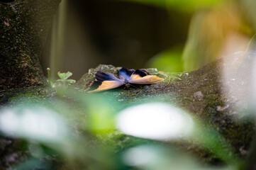 Butterfly resting on rock chilly, early morning