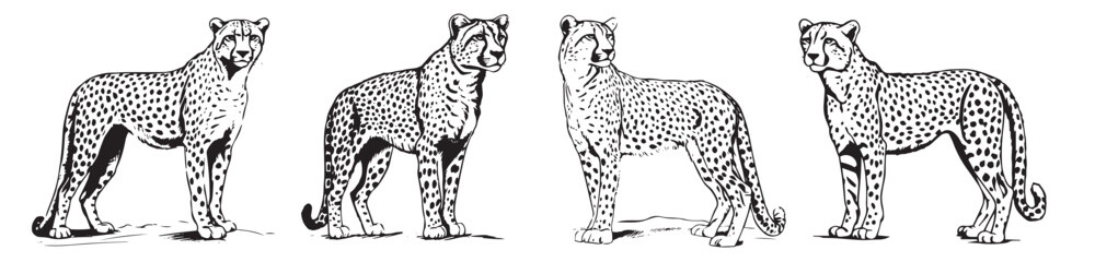 Set of cheetah silhouettes, simple vector graphics black and white patterns of predatory cats, whole silhouette of a predator on a white background