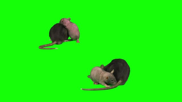 rat mouse isolated on green background screen set