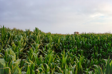 Chapel in a green corn field