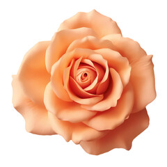 Rose flower head isolated on transparent background